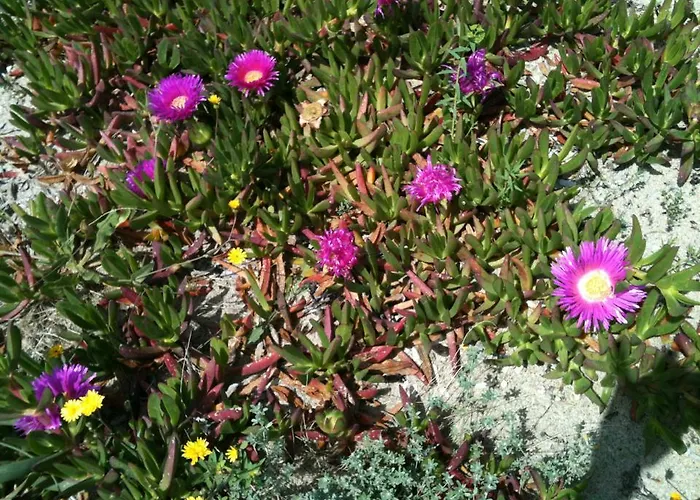 Golfo Dell'asinara Camping 4*